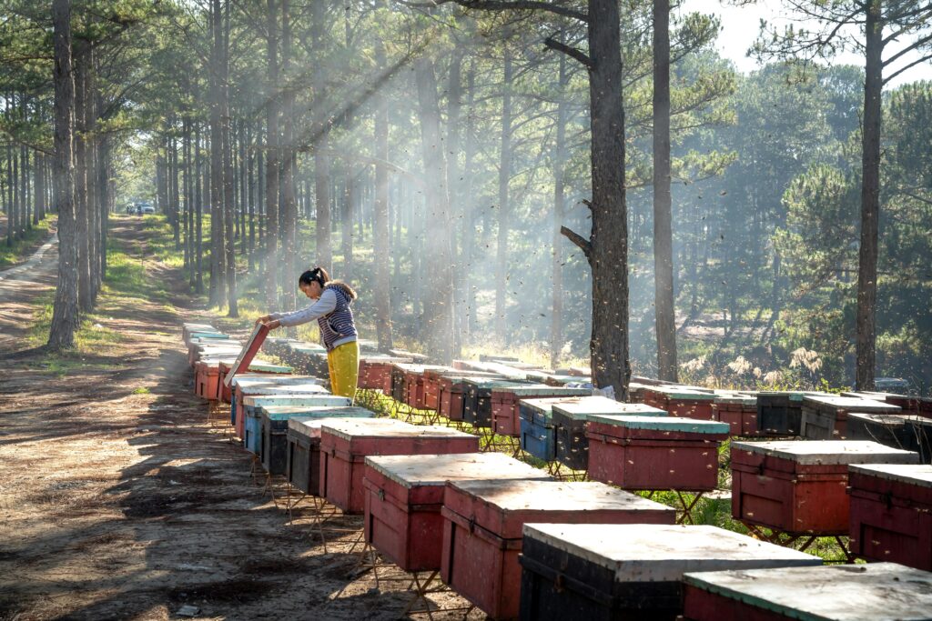 A rustic wooden apiary with a variety of free-standing beehive designs nestled in a lush, verdant garden. The hives feature intricate, geometric patterns carved into the weathered wood, reminiscent of natural honeycomb structures. Warm, golden light filters through the foliage, casting a soft, inviting glow over the scene. In the foreground, a selection of simple, modular hive plans are displayed, showcasing their practical and customizable nature. The middle ground is filled with an array of unique, sculptural beehive designs, each with its own distinct character. Towering trees and vibrant flowering plants form the tranquil, naturalistic background, creating a harmonious, eco-friendly atmosphere. Multiple Bee Hives
