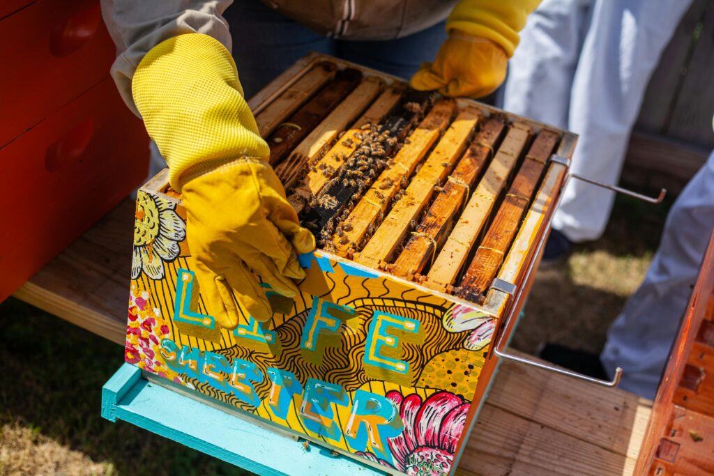 installing bees Bees in Hive