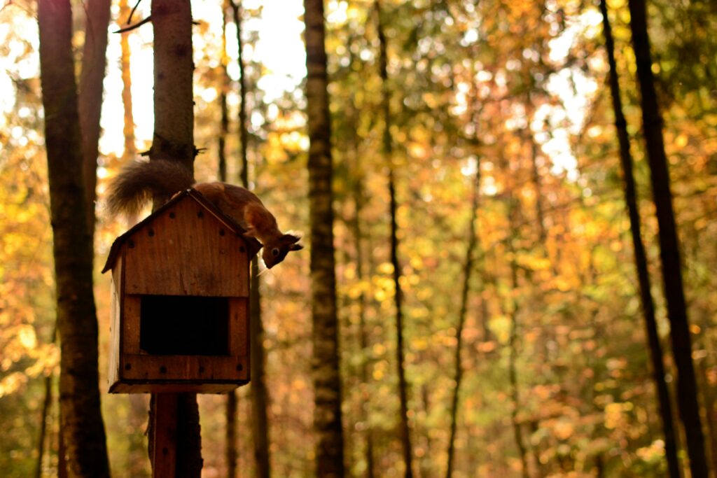 A whimsical, hand-crafted squirrel house nestled in a lush, verdant backyard. The foreground features a charming, rustic wooden structure with intricate details - a peaked roof, a cozy entryway, and natural wood accents. The middle ground showcases an array of vibrant wildflowers, ferns, and mossy rocks, creating a serene, inviting atmosphere. The background subtly blends into a sun-dappled forest scene, with dappled light filtering through the canopy of trees. The overall composition conveys a sense of harmony and tranquility, perfect for a DIY squirrel home project. Squirrel on top of squirrel box/bird house
