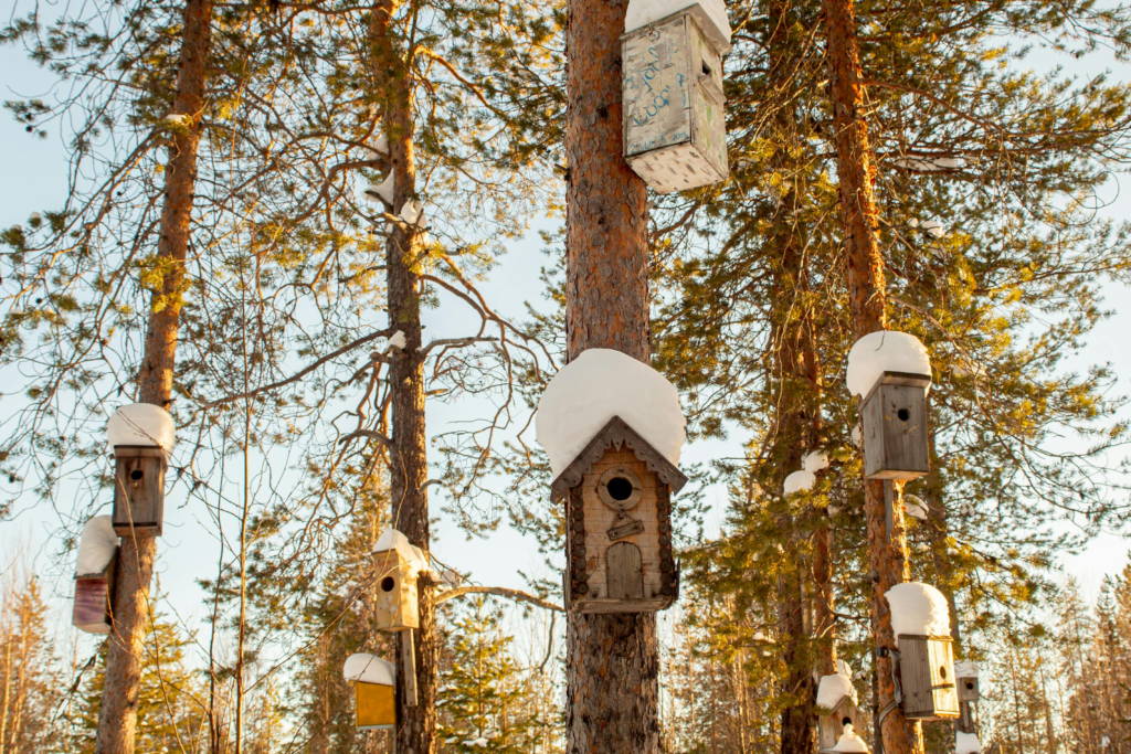 Bird Houses in the trees