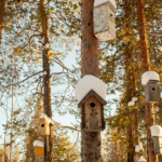Bird Houses in the trees