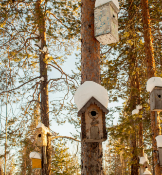 Bird Houses in the trees