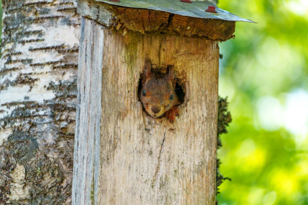 Squirrel peaking out of squirrel box