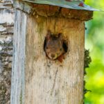 Squirrel peaking out of squirrel box