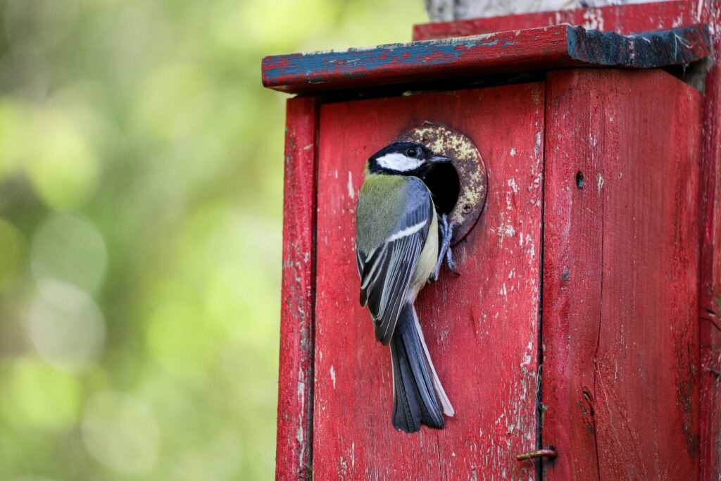 Small bird perched at entrance to bird house