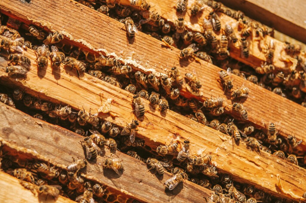 Beekeeping Photos
