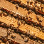 Bees in a Bee Hive